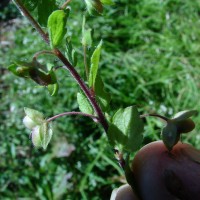 Veronica persica Poir.